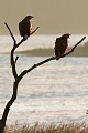 Seeadler, Haliaeetus albicilla