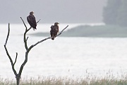 Seeadler, Haliaeetus albicilla