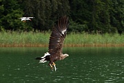 Seeadler, Haliaeetus albicilla