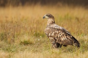 Seeadler, Haliaeetus albicilla