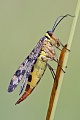 Gemeine Skorpionsfliege , Panorpa communis