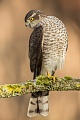 Sperber, Accipiter nisus