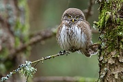 Sperlingskauz, Glaucidium passerinum