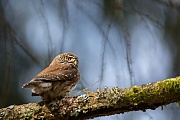 Sperlingskauz, Glaucidium passerinum