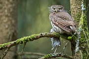 Sperlingskauz, Glaucidium passerinum