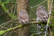 Sperlingskauz, Glaucidium passerinum