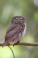 Sperlingskauz, Glaucidium passerinum