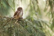 Sperlingskauz, Glaucidium passerinum