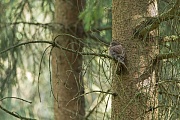 Sperlingskauz, Glaucidium passerinum