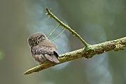 Sperlingskauz, Glaucidium passerinum