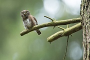 Sperlingskauz, Glaucidium passerinum