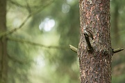 Sperlingskauz, Glaucidium passerinum