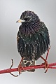 Star, Sturnus vulgaris