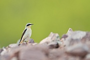 Steinschmätzer, Oenanthe oenanthe