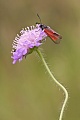 Thymian-Widderchen, Zygaena purpuralis