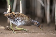  Tüpfelsumpfhuhn , Porzana porzana