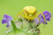 Veränderliche Krabbenspinne, Misumena vatia