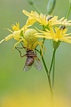 Veränderliche Krabbenspinne, Misumena vatia