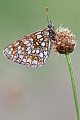 Wachtelweizen-Scheckenfalter, Melitaea athalia