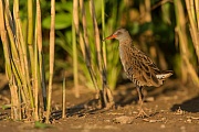 Wasserralle, Rallus aquaticus