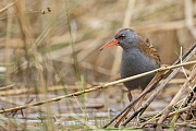 Wasserralle, Rallus aquaticus