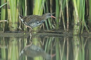 Wasserralle, Rallus aquaticus