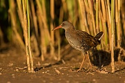 Wasserralle, Rallus aquaticus