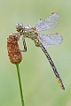 Westliche Keiljungfer, Gomphus pulchellus