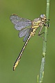 Westliche Keiljungfer, Gomphus pulchellus