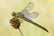 Westliche Keiljungfer, Gomphus pulchellus