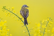 Wiesenschafstelze, Motacilla flava