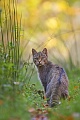 Europäische Wildkatze, Felis silvestris silvestris