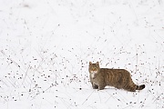 Wildkatze, Felis silvestris silvestris