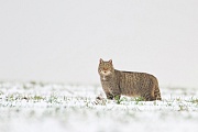 Wildkatze, Felis silvestris silvestris