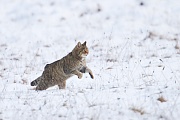 Wildkatze, Felis silvestris silvestris