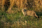 Wildkatze, Felis silvestris silvestris