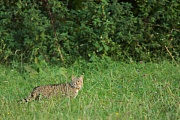 Wildkatze, Felis silvestris silvestris