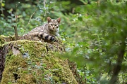 Wildkatze, Felis silvestris silvestris