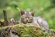 Wildkatze, Felis silvestris silvestris