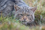 Wildkatze, Felis silvestris silvestris