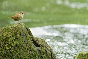 Zaunkönig, Troglodytes troglodytes