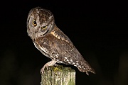  Zwergohreule , Otus scops