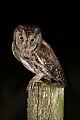 Zwergohreule, Otus scops