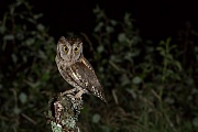  Zwergohreule , Otus scops