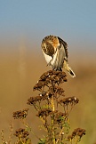 Braunkehlchen