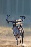 Damwild