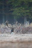 Damwild