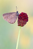 Dunkler Wiesenknopf-Ameisenbläuling 