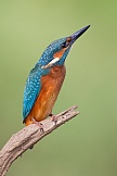 Eisvogel
