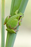 Europäischer Laubfrosch 